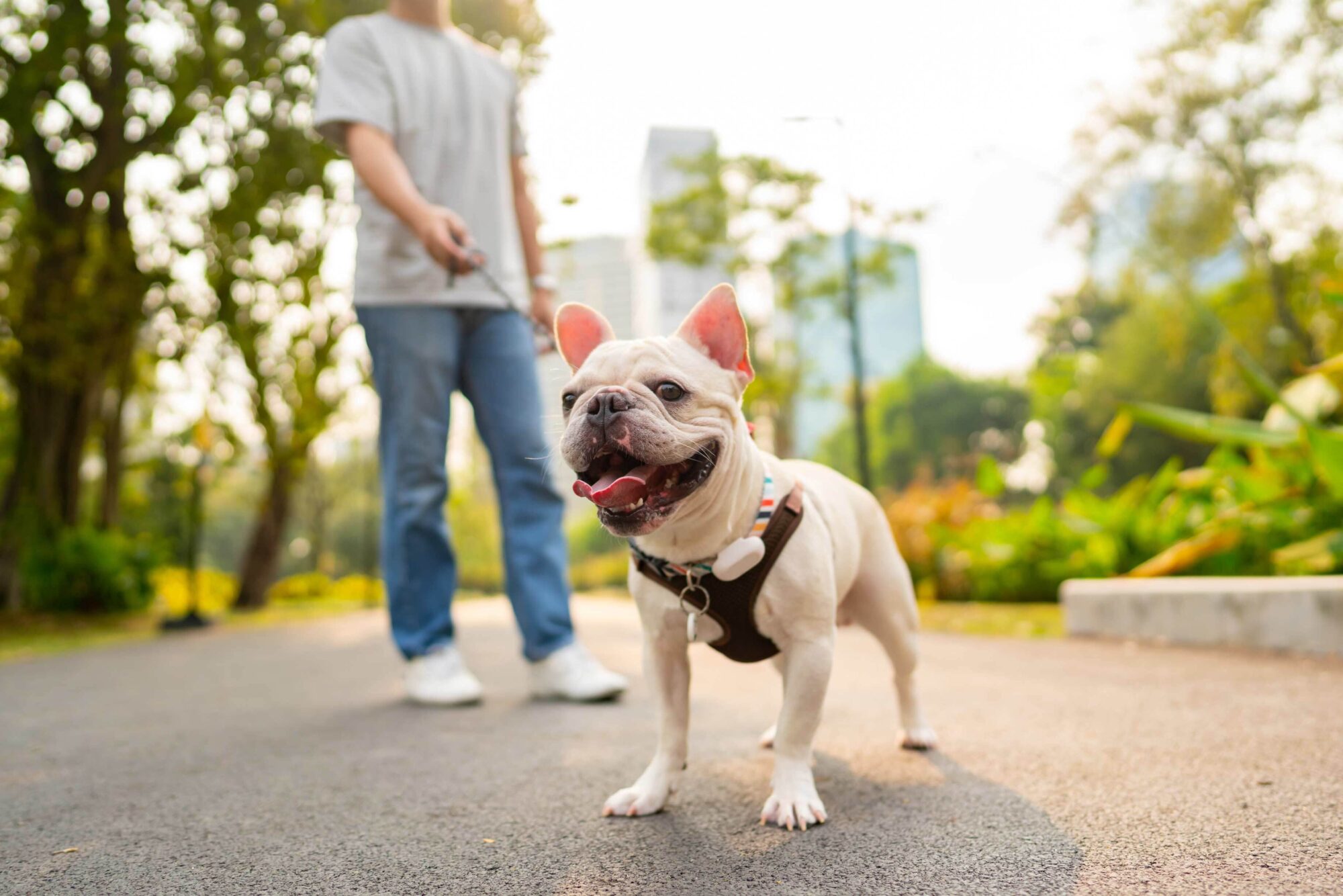 Small dog on a leash in a park